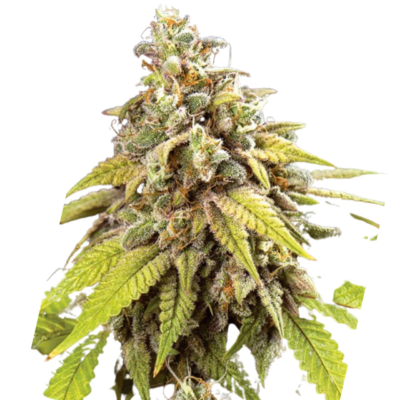 Doctor Jamaica _Seeds_HempHarmony