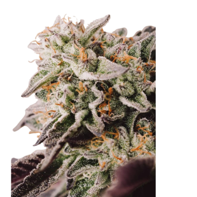 Pure Gelato_Seeds_HempHarmony