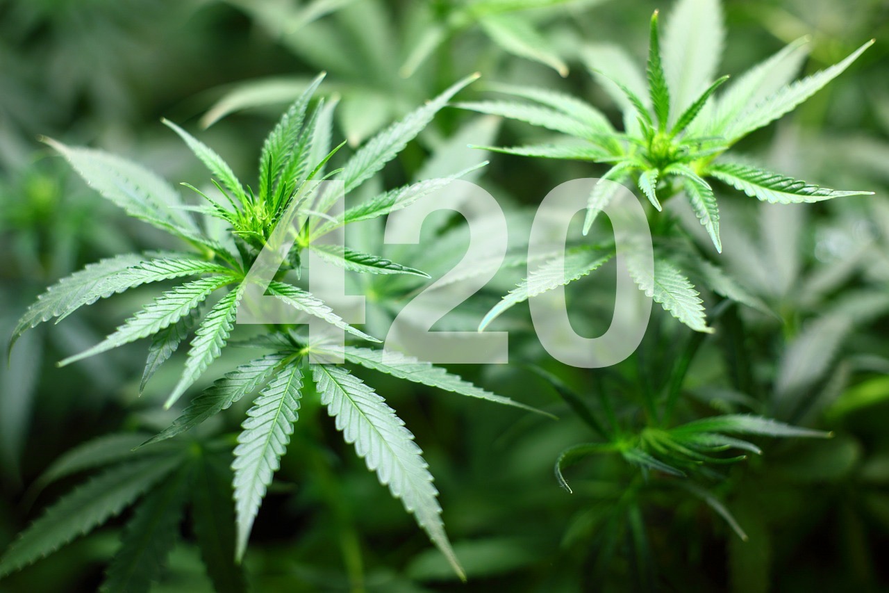 Warum steht „420“ für Marihuana? Die Geschichte hinter der Zahl