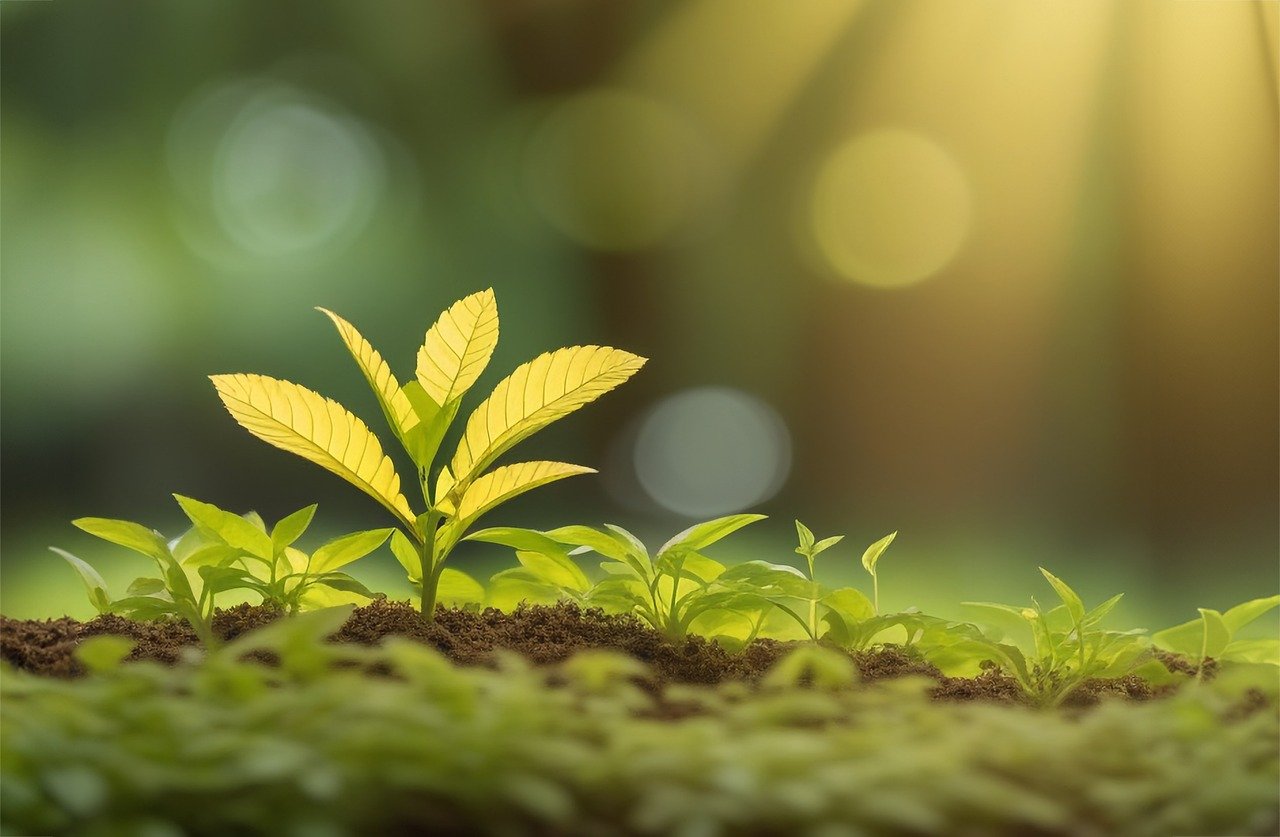 Düngung und Bodenverbesserung: Optimale Bodenvorbereitung für erfolgreichen Cannabisanbau